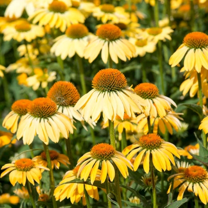 Picture of Echinacea - Paradiso Yellow
